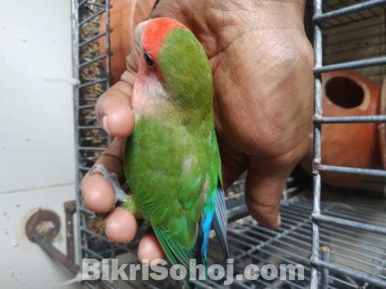 ২ টা লাভবার্ড